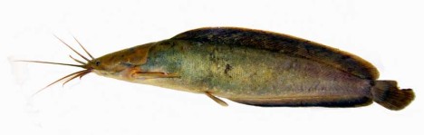 Asian catfish, ikan keli